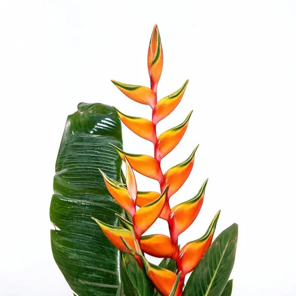 Heliconia_Bihai_Tropical_Plants_Live