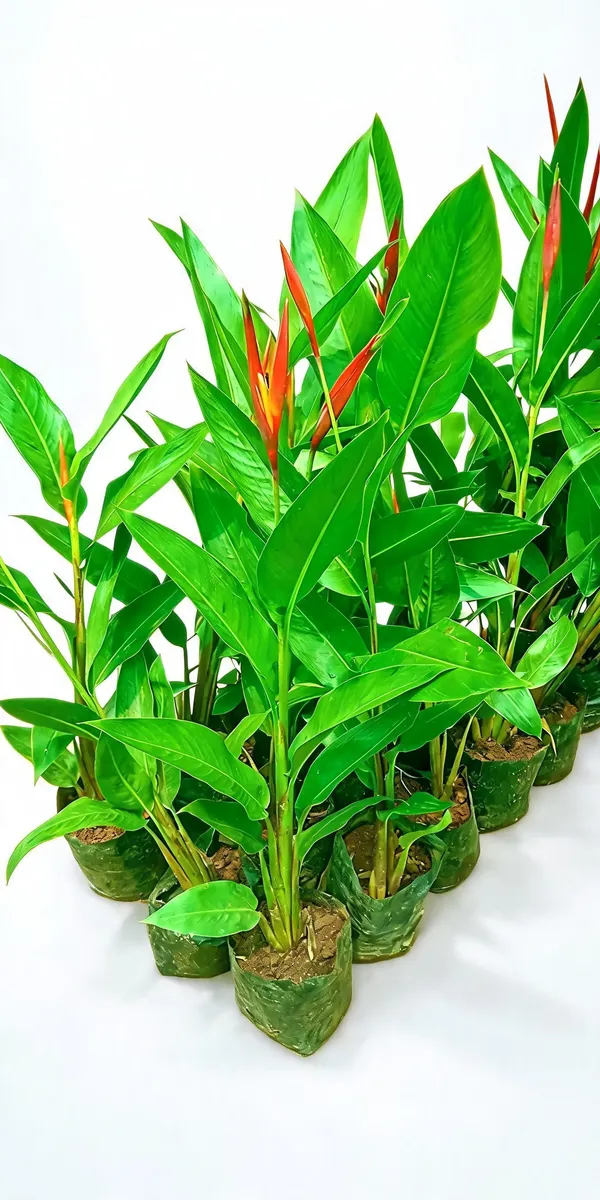 Heliconia_Psittacorum_Golden_Torch_Live_Plant_Heliconia_Psittacorum_Live_Plant