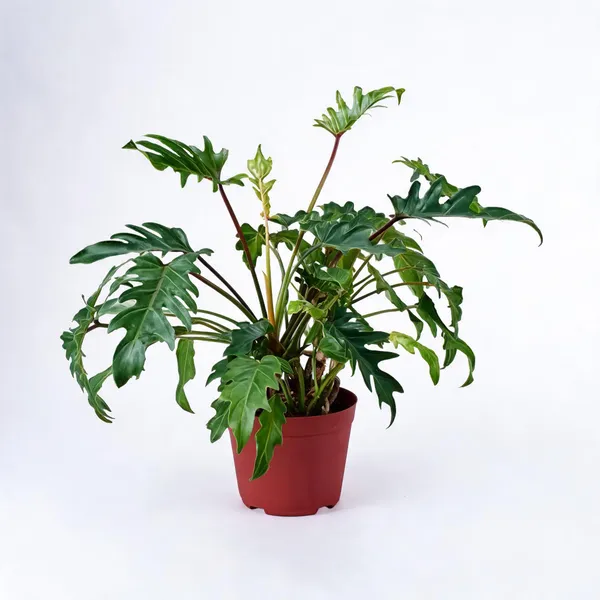 Plant_Xanadu_Air_Purifying_Philodendron_Golden_Green_Color_Plant_Pot_Included