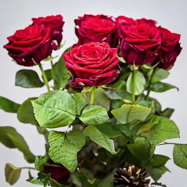 Exclusive_Live_Dutch_Rose_Plant_Red