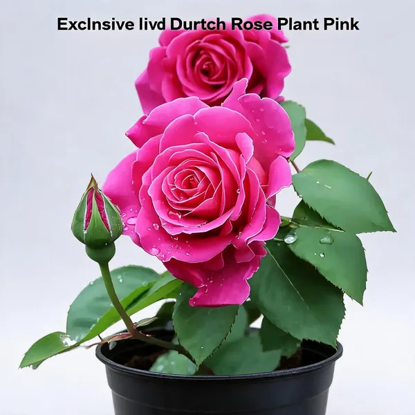 Exclusive_Live_Dutch_Rose_Plant_Pink