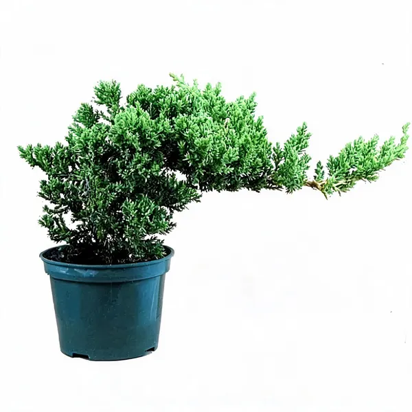 Juniper_Prostata_Pre_Bonsai_Sapling_Tree