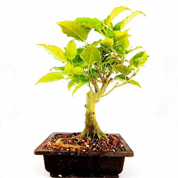 Bonsai_Tree_Ficus_Religiosa_5_Years_Old_With_Pot_Live_Plant