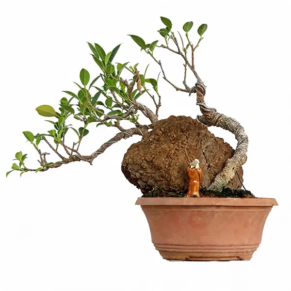 Bonsai_Microcarpa_Ficus_Indoor_Live_Bonsai_Plant