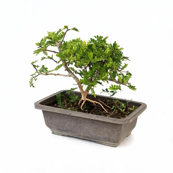Bonsai_Lero_Lero_Chinese_Pepper_Bonsai_Tree_With_Pot_Live_Plant