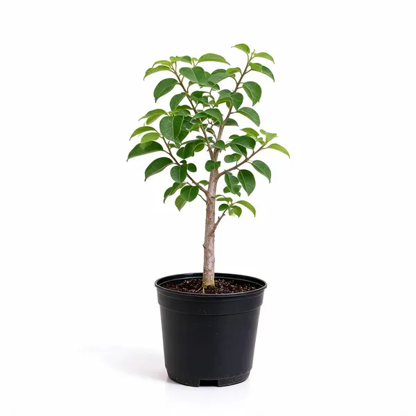Sevan_Tree_Live_Plant
