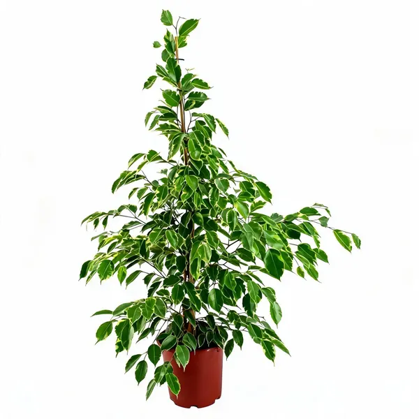 Benjamina_Ficus_Golden_Ficus_Sapling_Plant