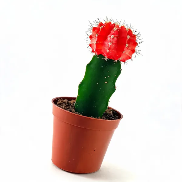 Moon_Cactus_Red