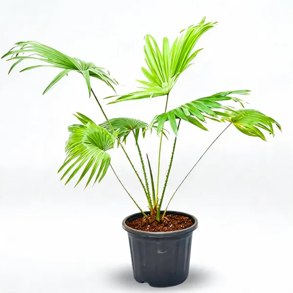 Bindi_Palm_New_Thornless_Table_Palm