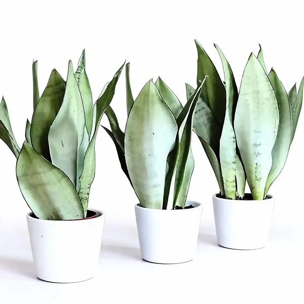 Air_Purifier_Indoor_Silver_Snake_Plant_With_Pot_Pack_Of_3
