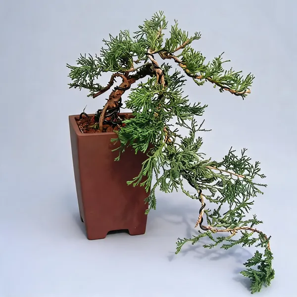 Bonsai_Juniperus_Chinensis_Cascade_Style_With_Plastic_Pot