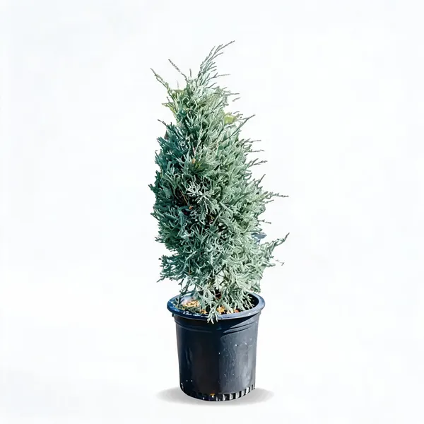 Moonglow_Juniper_Silver_Juniper_Live_Plant