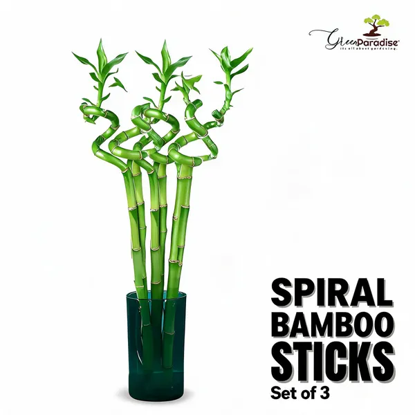 Spiral_Bamboo_Sticks_For_Indoor_Office_Table_Pack_Of_3