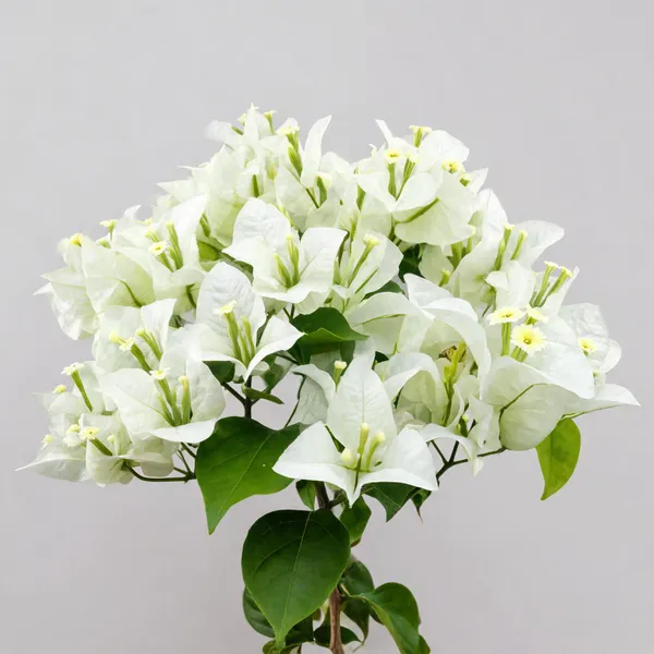 Bougainvillea_Singapore_White_Thornless_Flowering_Plant