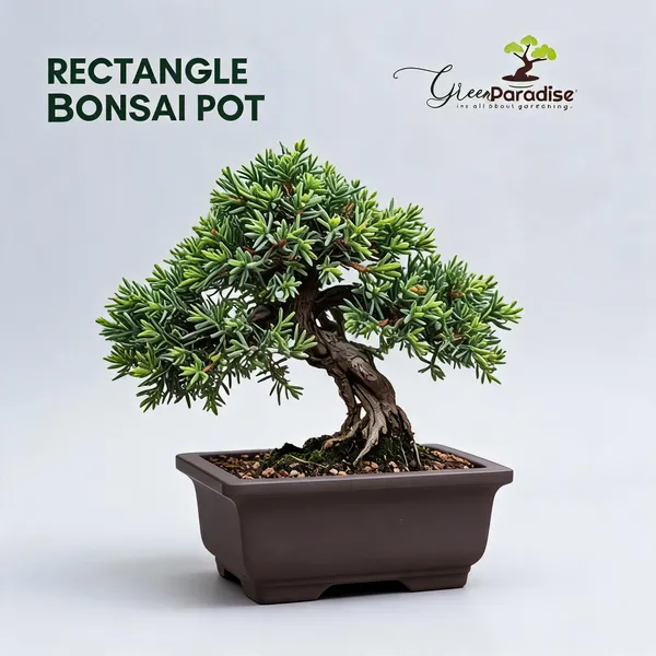 Bonsai_Training_Pots_Rectangle_14_Cm_Brown_Plastic_Bonsai_Pots_Ideal_For_Mame_And_Shohin_Bonsai_Training_10