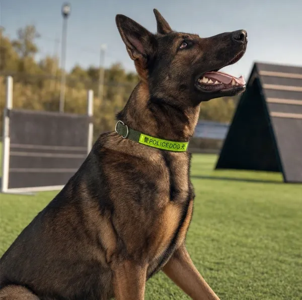 Nylon_Dog_Collar