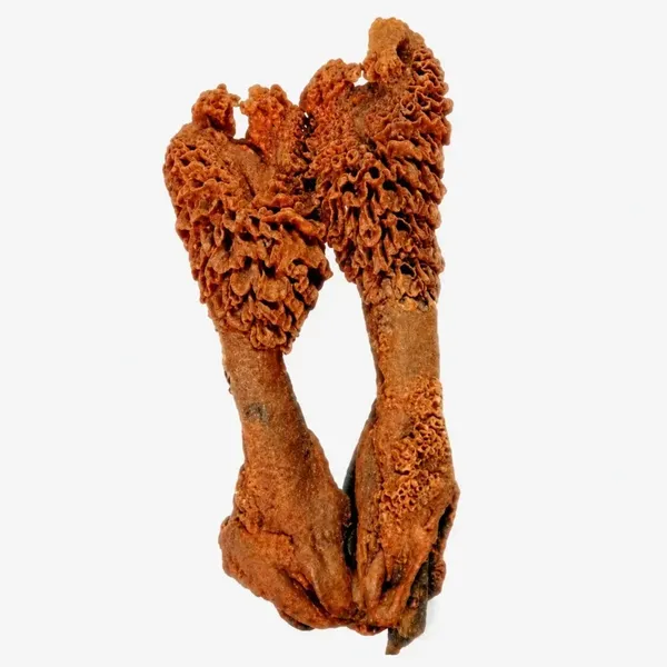 Natural_Twin_Sacred_Pooja_Object