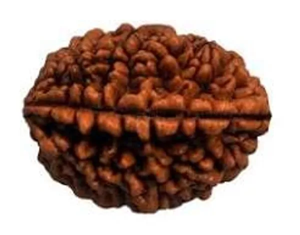 Premium__1_Mukhi_Rudraksha