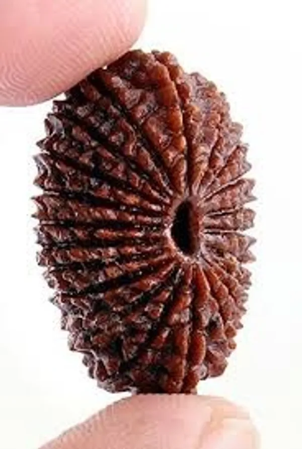 Premium_and_Abhimantrit_21_Mukhi_Rudraksha