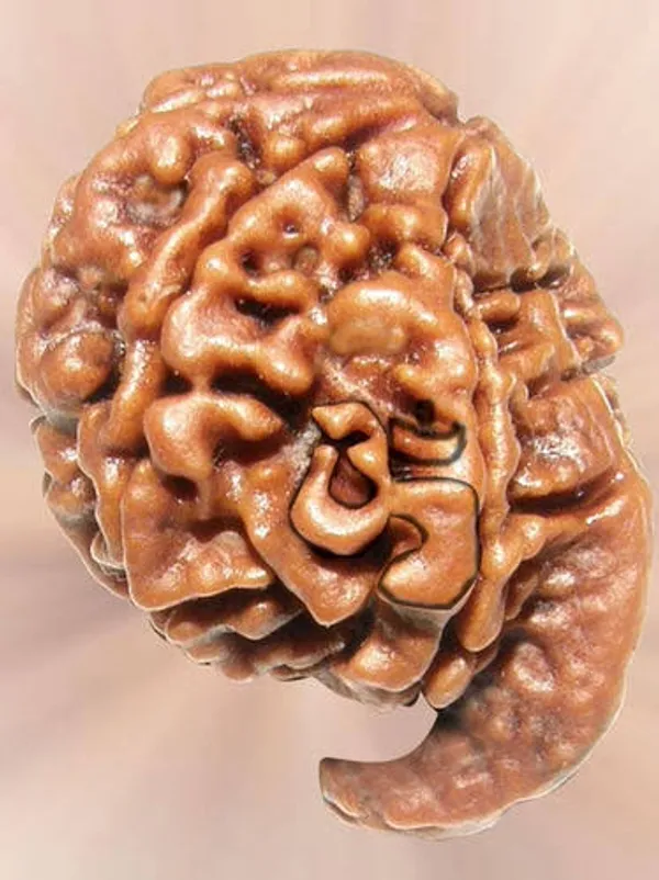 Premium_Siddh_Ganesh_Rudraksha