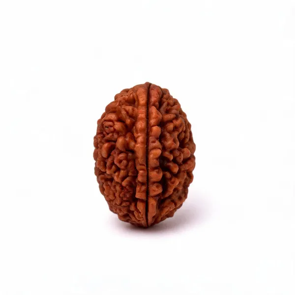 Premium__1_Mukhi_Rudraksha