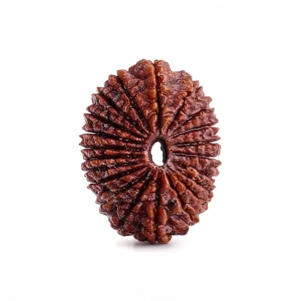 Premium_and_Abhimantrit_21_Mukhi_Rudraksha