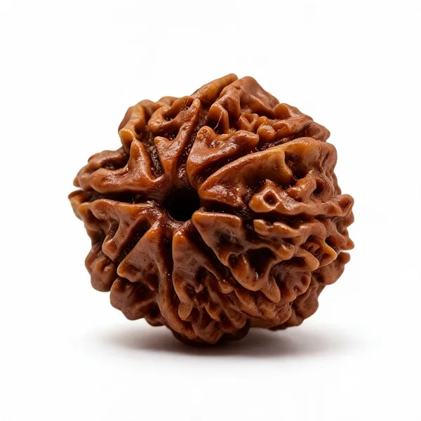 Premium_and_Abhimantrit_1_-_21_Mukhi_Rudraksha_(Nepal_Origin)