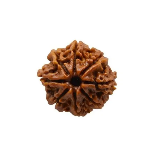Premium_and_Abhimantrit_1–21_Mukhi_Rudraksha_(Nepal_Origin)