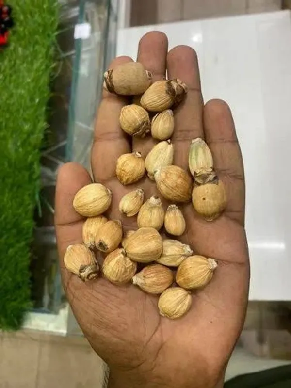 Premium_Laghu_Nariyal