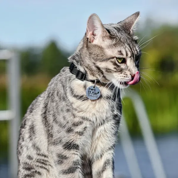 Pet_Name_Tag_Cat_Name_Tag_Cat_Name_Plate_Stainless_Steel_Name_Tag