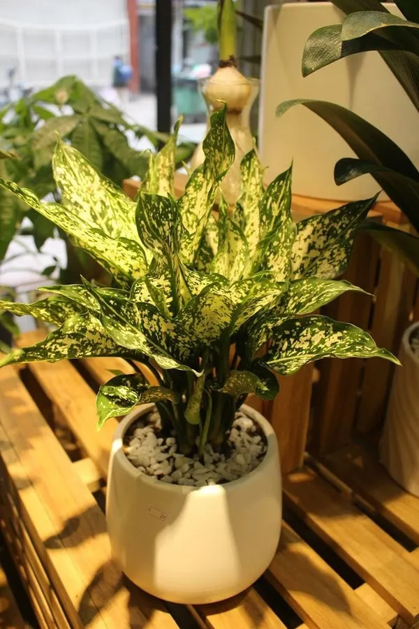 Aglaonema_'Snow_White