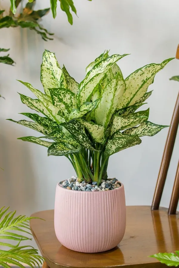Aglaonema_'Snow_White