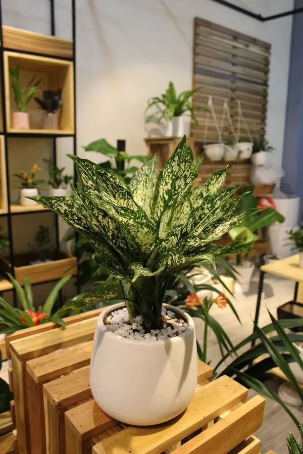 Aglaonema_'Snow_White