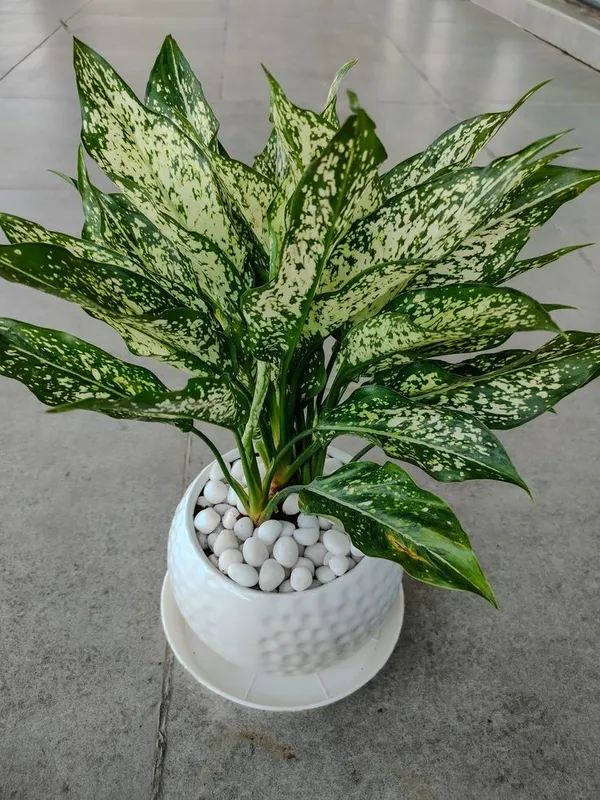 Aglaonema_'Snow_White