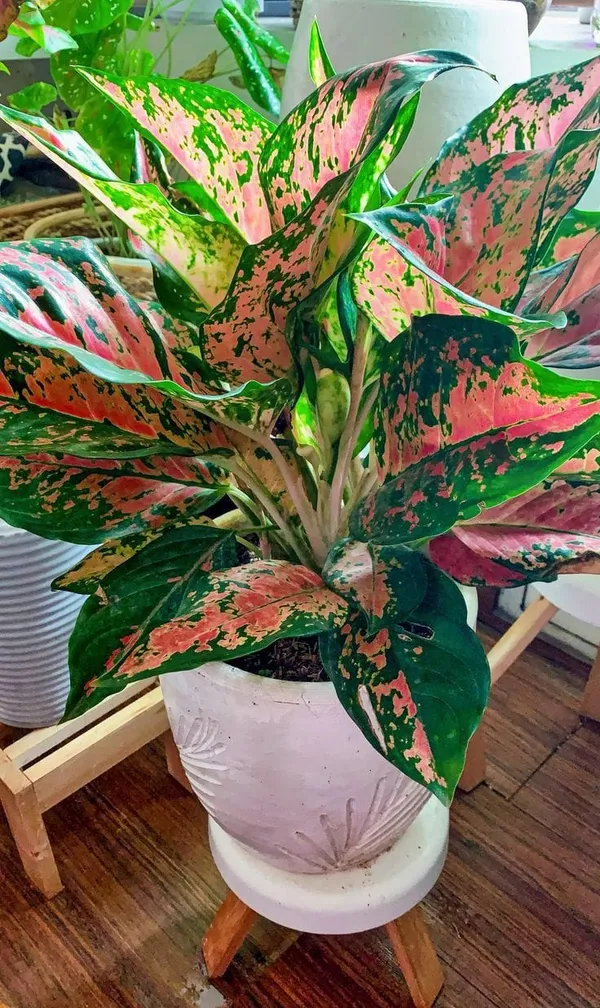 Aglaonema_plant