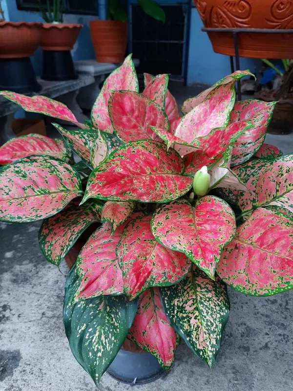 Aglaonema_plant