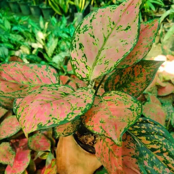 Aglaonema_plant