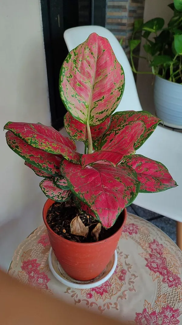 Aglaonema_plant