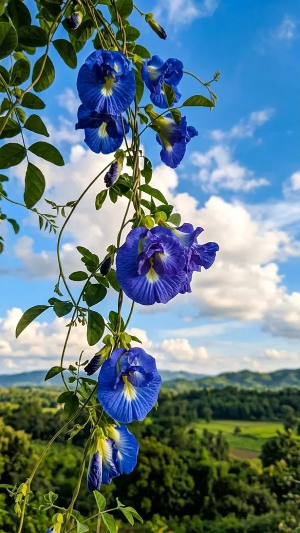 Aparajita_flower_plant