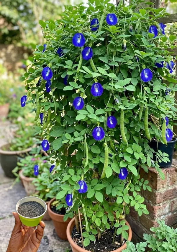 Aparajita_flower_plant