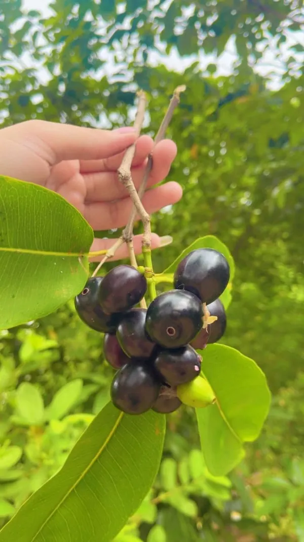 Black_Jamun_Fruit_Plant