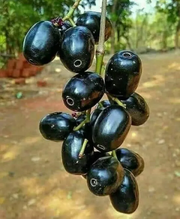 Black_Jamun_Fruit_Plant