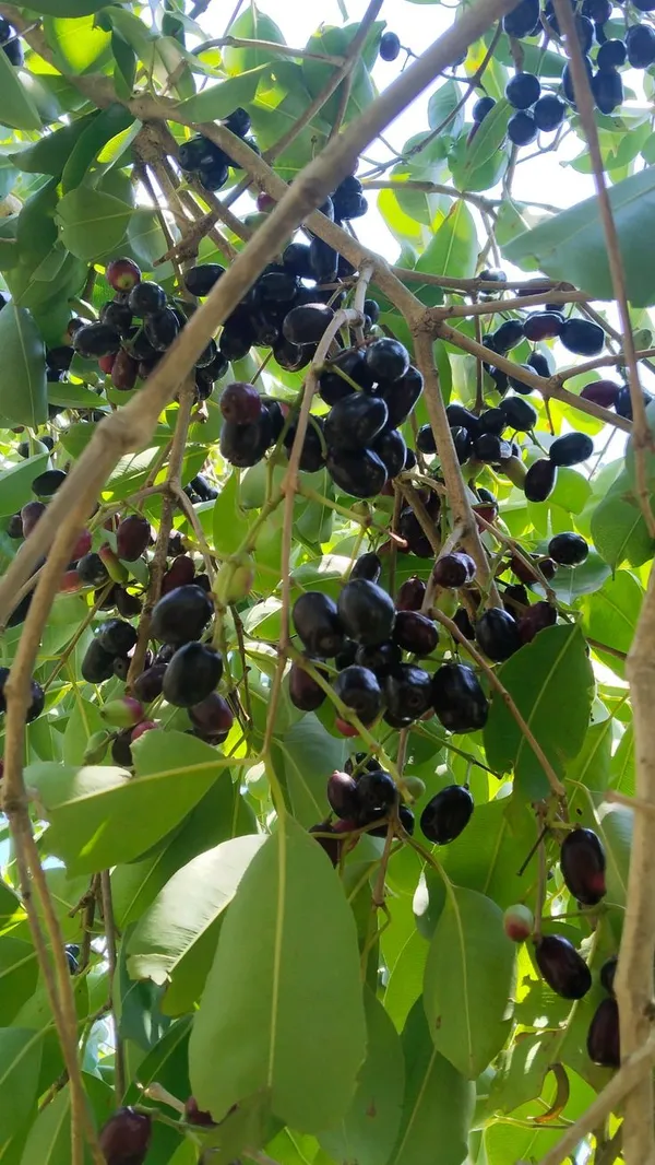 Black_Jamun_Fruit_Plant