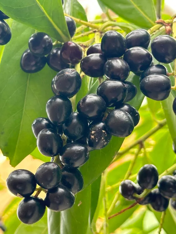 Black_Jamun_Fruit_Plant