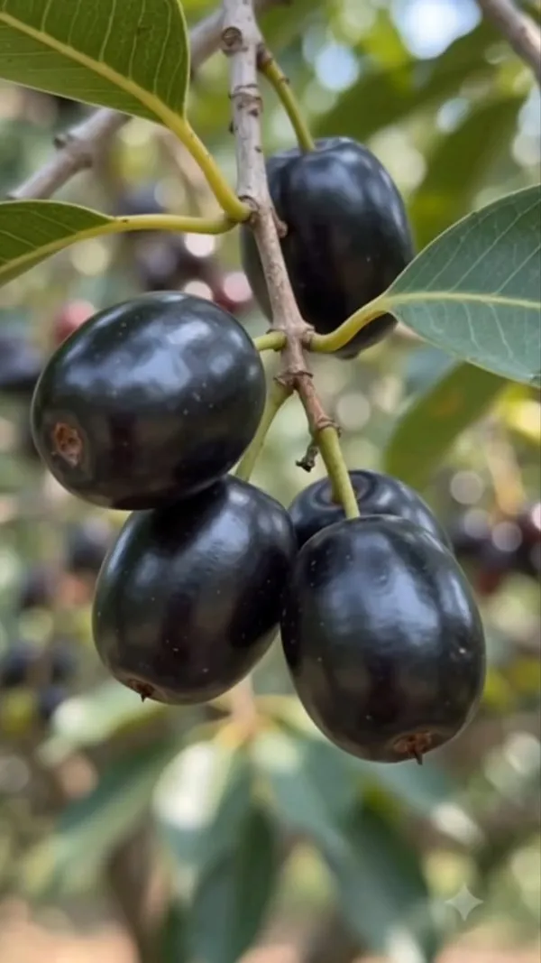 Black_Jamun_Fruit_Plant