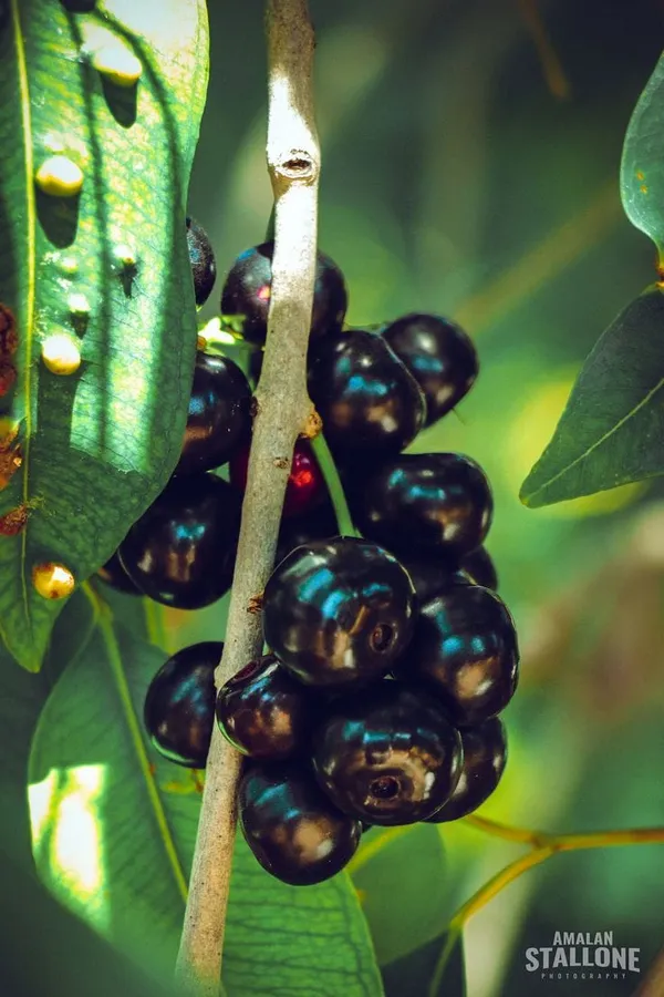Black_Jamun_Fruit_Plant