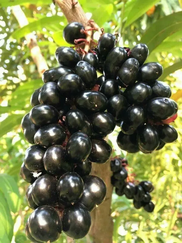 Black_Jamun_Fruit_Plant