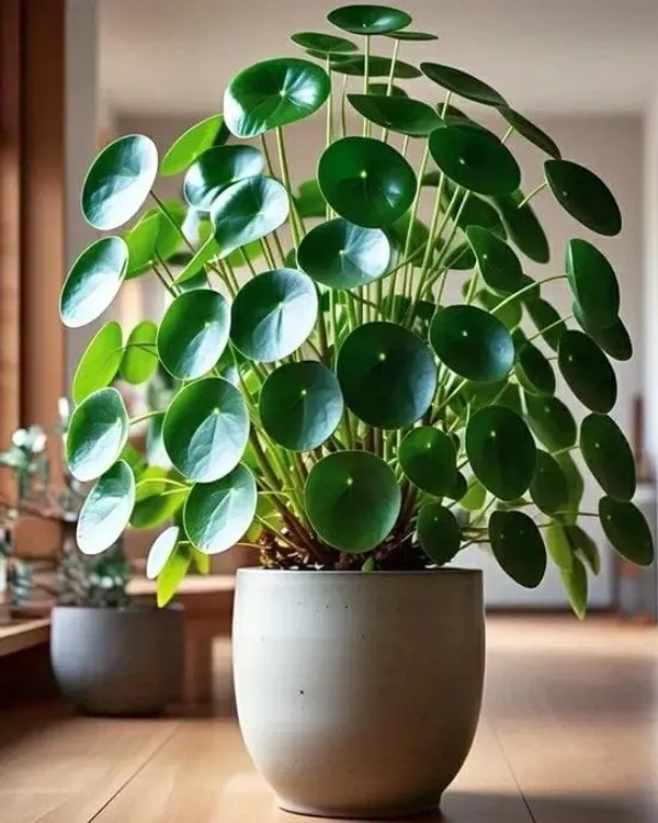 Coin_Plant