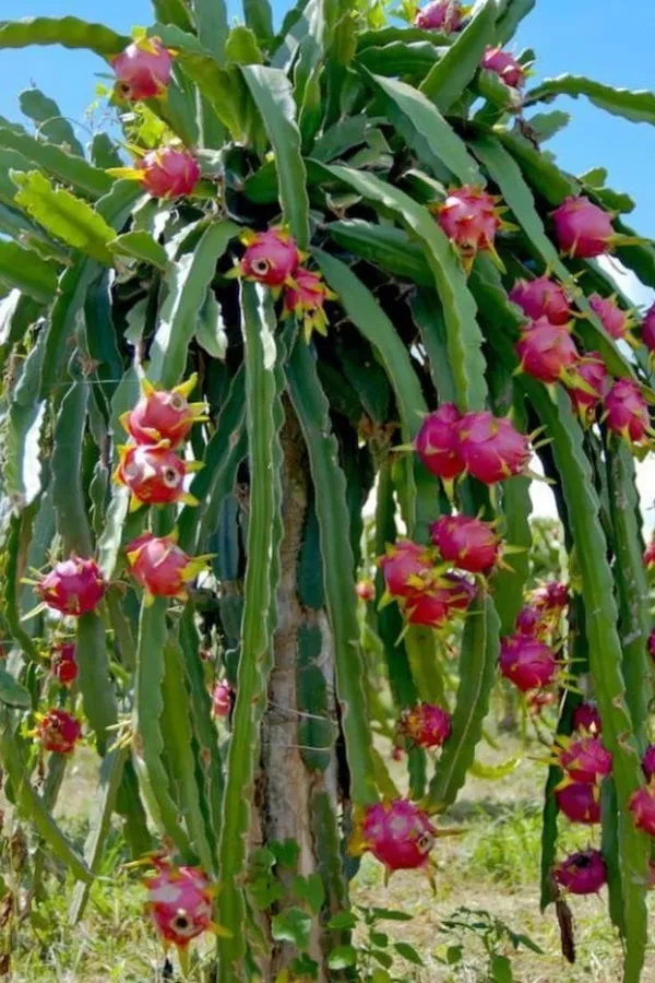 Dragon_fruit_plant