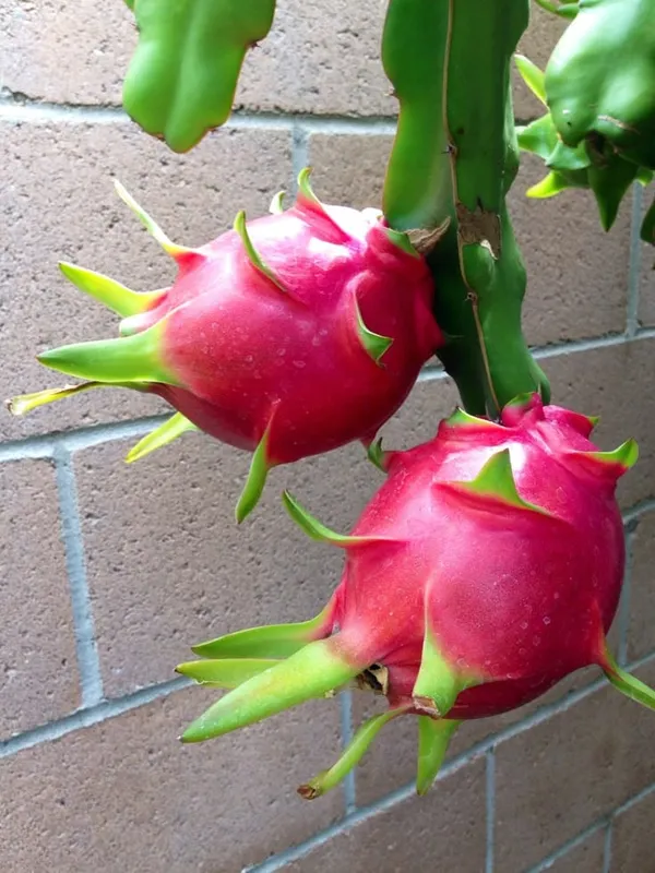 Dragon_fruit_plant